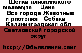Щенки аляскинского маламута  › Цена ­ 15 000 - Все города Животные и растения » Собаки   . Калининградская обл.,Светловский городской округ 